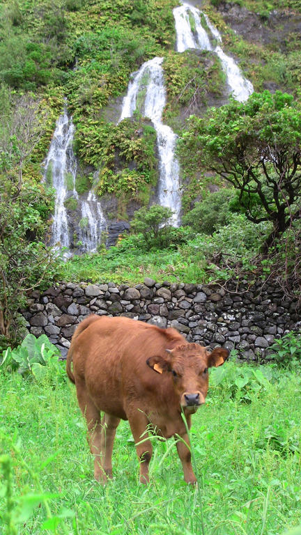 Alojamentos Flores Island Otel Faja Grande Dış mekan fotoğraf